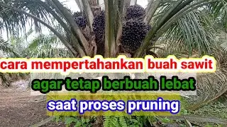 Cara mempertahankan buah sawit agar tetap berbuah lebat tanpa trek saat proses pruning...