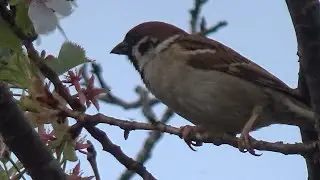 Eurasian Tree Sparrow ( Passer montanus ) Mar. 2023