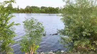 Summer Beauty in Canada. Geese. Gosling. Pelican