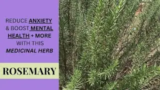 ROSEMARY - MEDICINAL USES / RESEARCH-BASED BENEFITS / SIDE EFFECTS / Earth's Medicine