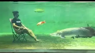 The Monster Fish of the Amazon! #WildlifeShorts #GiantFish  #NatureShorts #YouTubeShorts