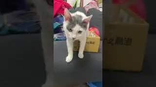Cat in the box.#cat #kitten#catinbox