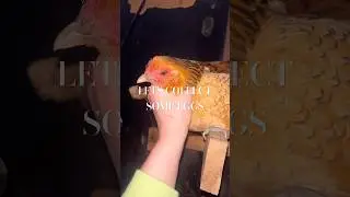 draft from 1-3-26 🐓❤️