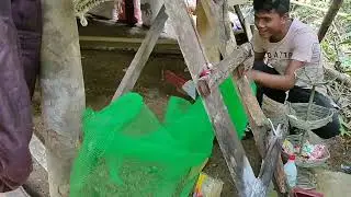 45 days Chicken | Ilan kaya ang maka-survive? | Aikel and Kling