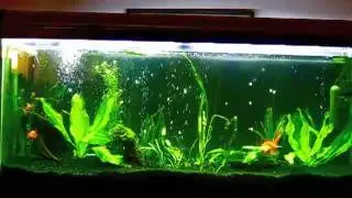 Goldfish Planted Tank 55