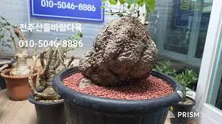 전주산들바람다육 라이브 방송