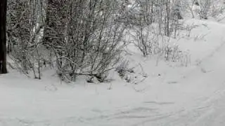 Wild Cougar 2010