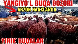 YANGIYOʻL BUQA BOZORIDAGI BUGUNGI NARXLAR 🦬🦬🦬