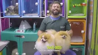 Cuidados Especiais com o Spitz Alem&atilde;o: Dicas do Dr. Rafael Godoi! 🐶✨