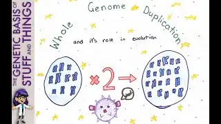 Whole genome duplication: Pufferfish and the key to understanding evolution on a larger scale