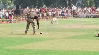 CISF dog performance demo at BARC ground on Republic Day 2025. Hats off to the trainers...