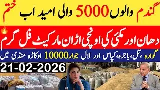 Today Wheat price in punjab//گندم کا ریٹ2026/munji makki till sarso/Galla mandi rate today 2026