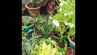 My beautiful terrace garden