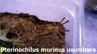 Fast tarantula is running away (P.murinus usumbara) [Inferion7]