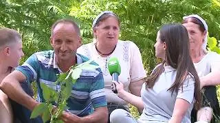 Fermerët duan ndihmë për gështenjat/ Banorët e Çermenikës kërkojnë ndërhyrje