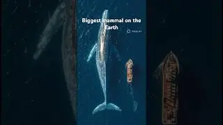&ldquo;Earth&rsquo;s Largest Mammal &ndash; The Incredible Story of the Blue Whale&rdquo; #shorts #ytshorts  #viralshorts