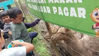 Kunjungan Jizam ke penangkaran Russa