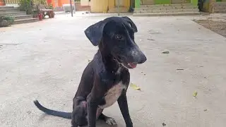 They get sad today - dog have a bad smile #dog #asiadog