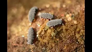 Zwarte waterspringstaart Podura aquatica en Sminthurides aquaticus