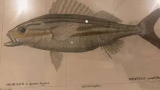 'Dotyk Piękna' :  Krakowska secesja i wystawa botanicznych rycin z czasów Linneusa