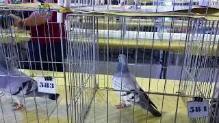 Ice OB Category 6th National Genetix Off Color Racing Pigeon Show 👏👏👏