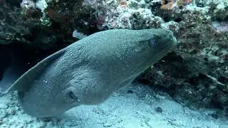 Maldives MY Felicity Dive Safari