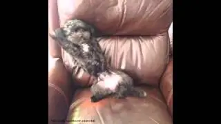 funny dog on the chair vine