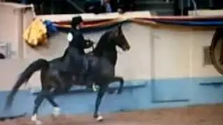 Morgan GN Park Saddle Stallion 2009