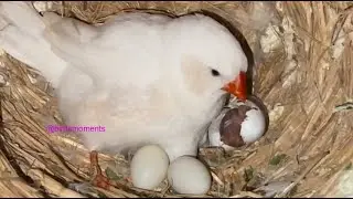 Baby finch hatched from egg with some help from father white zebra finch