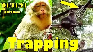(01/31/21)New Update! Monkey CORA Trapped And She Cried Painful In The Morning.