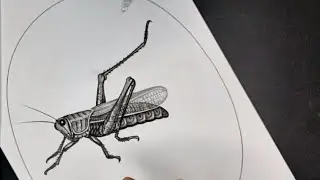 Learn to Draw a Grasshopper (Super Easy Beginner Method!)