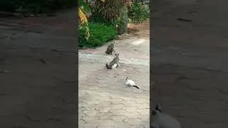 Mother cat saves kitten from monkey 🐒 🐱 #shorts #monkey