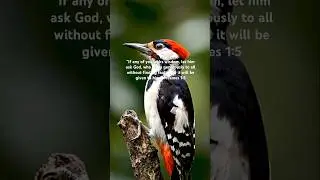 &ldquo;Daily Bible Word &ndash; James 1:5 | Wisdom for Today&rdquo; #shorts