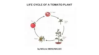 Life Cycle of a Tomato Plant by Milene Mosunallee