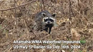 Altamaha WMA Waterfoul Impound US Hwy 17 Darien Ga Dec 16th  2024 #wildlife #animals