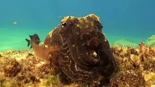 LANZAROTE - Plongées avec AQUASPORT DIVING