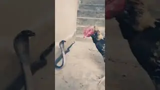 cobra 🐍 vs Hen 🐓