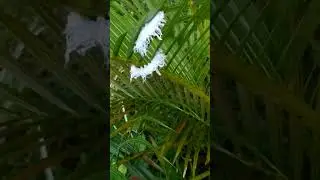 #caterpillar #eating  #leaves  shorts