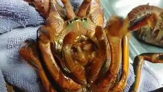 Lobster have Teeth & are like an Alien Facehugger