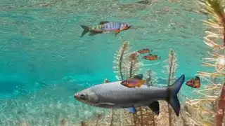 Feeding Frenzy: Invasive Species (Baidu Feeding Frenzy Mod Gameplay)