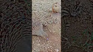 Teetar chicks