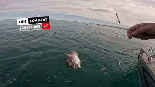 Proven Gear Setup for Catching Snapper with Slow Jigs  
