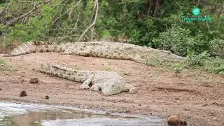 Exploring Kruger National Park's Wild Life