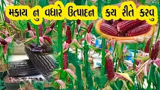 how to grow Ruby Queen corn at home, easy for beginners
