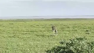 Etosha National Park in Green Glory &ndash; Wildebeest & Babies Galore!