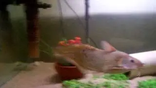 Pet Tandanus Tandanus Catfish - Tinky