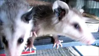Rehab Opossum Babies, 6-4-17
