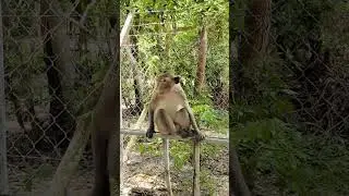Curious Monkey Relaxing at the Sanctuary  Wildlife Close-Up