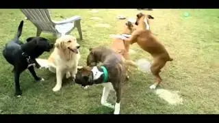 Perros felices !!!