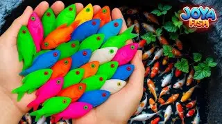 Saya mendapatkan ikan hias berwarna-warni koi, ikan mas, ikan cupang, glowfish, bayi penyu, manfish